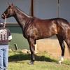 The great mare Zenyatta with trainer John Sheriffs and her loyal groom, just prior to her victory in the Apple Blossom Stake at Oaklawn Park, April 2010.