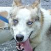 Sled Dog, Seward, Alaska