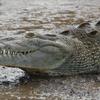 Alligator on the Tarcoles River, Costa Rica 2011.