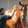 A thoroughbred is bathed by his caretaker at Oaklawn Race Course, 2012.