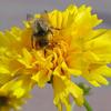 Bumble Bee, Juneau, Alaska 2004