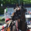 The Norwegian-bred trotter Juliano Rags makes his way to the Solvalla Racetrack for the 2014 Elitlopp in Stockholm, Sweden.