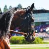 The great Raja Mirchi surveys the crowd at Solvalla Racetrack on May 25, 2014, shortly before going postward for the Elitlopp, Sweden's biggest trotting race.